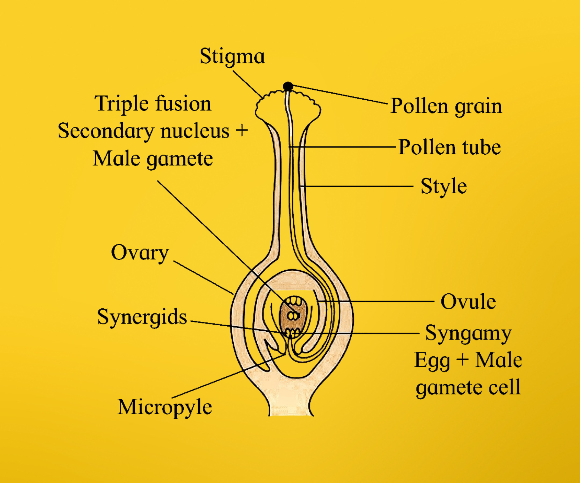 Double Fertilization 