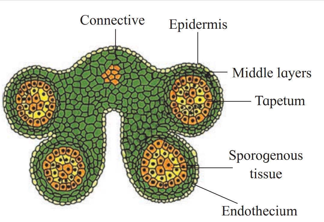 Structure of Anther, Biology Class 12 Important Diagram