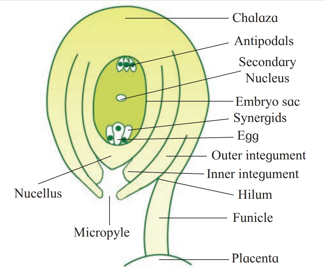 Anatropous Ovule, Biology Class 12 Important Diagrams